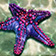 Starfish Scatter