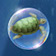 Bubble Turtle