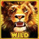 Lion (Wild)